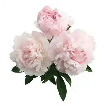 Auchan Bouquet De 3 Pivoines offre