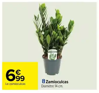 Zamioculcas Diamètre 14 cm.