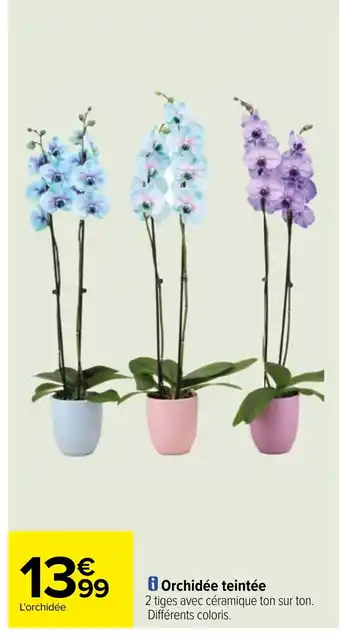 Carrefour Orchidée teintée offre