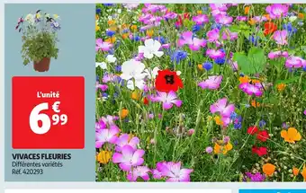 Auchan VIVACES FLEURIES offre