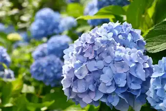 Gamm vert ECLOZ Hortensia de jardin ECLOZ offre