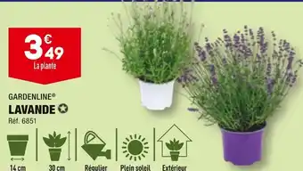 ALDI GARDENLINE LAVANDE offre