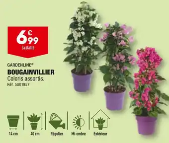 ALDI GARDENLINE BOUGAINVILLIER offre