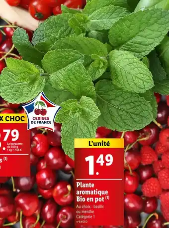 Lidl Plante aromatique Bio en pot offre