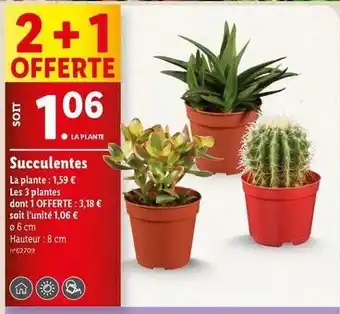 Lidl Succulentes offre