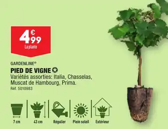 ALDI PIED DE VIGNE offre