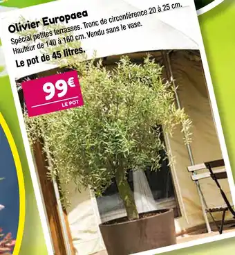 Point Vert Olivier Europaea offre