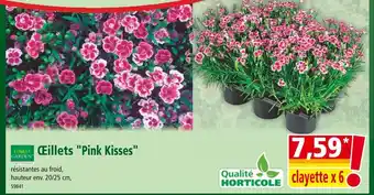 Norma FINEST GARDEN Œillets Pink Kisses offre