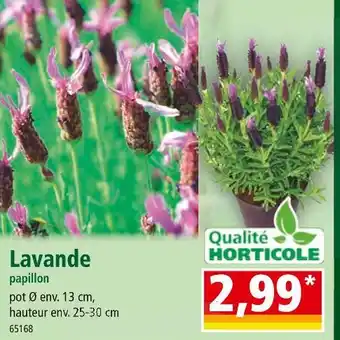 Norma Lavande papillon offre