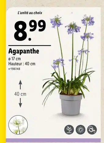 Lidl Agapanthe offre