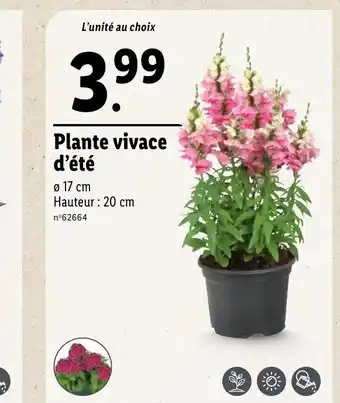 Lidl Plante vivace d'été offre