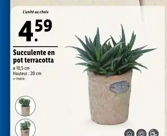 Lidl Succulente en pot terracotta offre