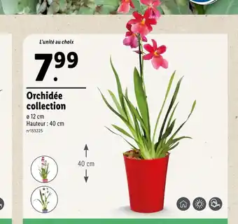 Lidl Orchidée collection offre