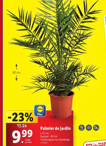 Lidl Palmier de jardin offre