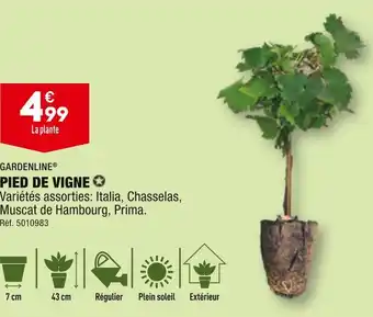 ALDI GARDENLINE PIED DE VIGNE offre