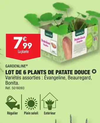 ALDI LOT DE 6 PLANTS DE PATATE DOUCE offre