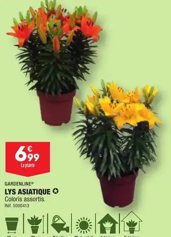 ALDI LYS ASIATIQUE ✪ offre