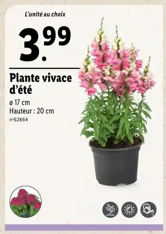 Lidl Plante vivace d’été offre