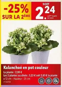 Lidl Kalanchoe en pot couleur offre