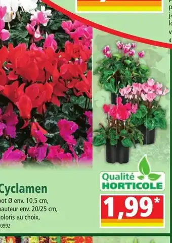 Cyclamen