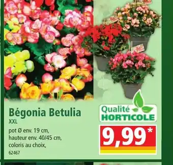 Bégonia Betulia