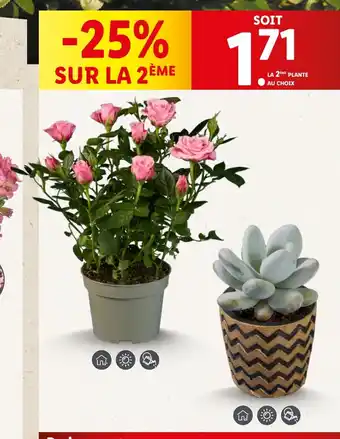 Lidl Rosier en pot offre
