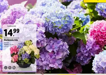 Lidl Hortensia trio offre