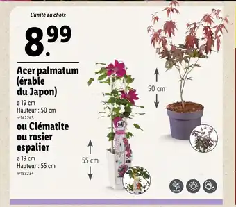 Lidl Acer palmatum (érable du Japon) offre