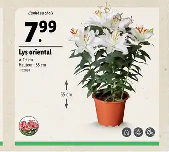 Lidl Lys oriental offre
