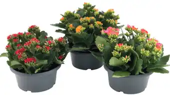 Carrefour Coupe de kalanchoe offre
