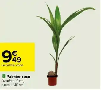 Carrefour Palmier coco offre