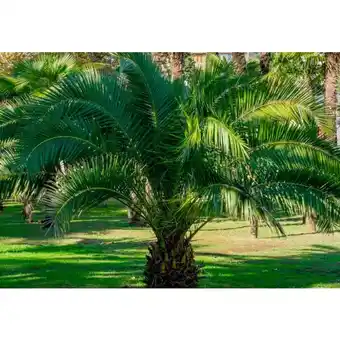 Auchan Phoenix Canariensis offre