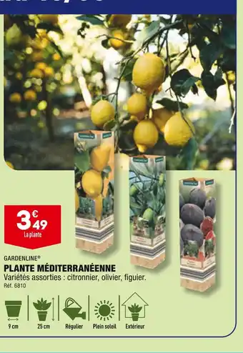 GARDENLINE PLANTE MÉDITERRANÉENNE
