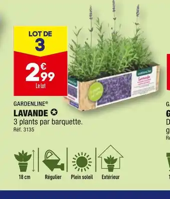 ALDI GARDENLINE LAVANDE offre