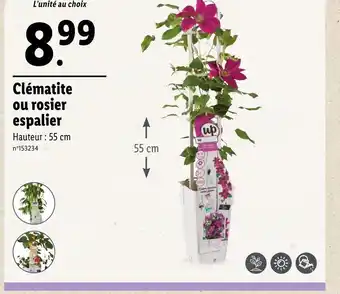 Lidl Clématite ou rosier espalier offre