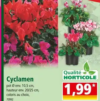 Norma Qualité HORTICOLE Cyclamen offre