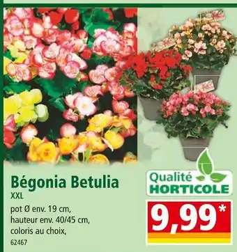 Norma Bégonia Betulia XXL offre