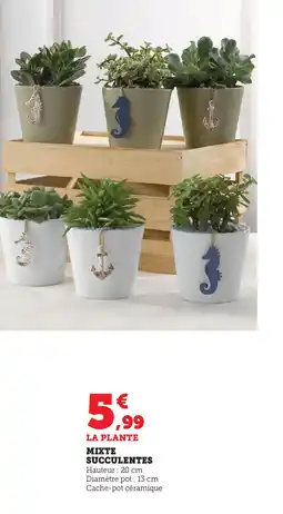 Super U MIXTE SUCCULENTES offre