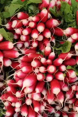 Carrefour Radis rose botte offre