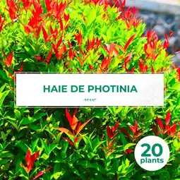 20 Photinia (Photinia Fraseri 'Red Robin') - Haie de Photinia - 20 jeunes plants : taille 20/40cm - PépiniÚres Naudet