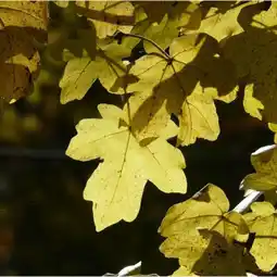 Jardiland Erable Champêtre (Acer Campestris) - Godet - Taille 20/40cm - Pépinières Naudet offre