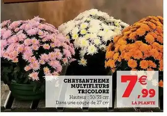 Chrysanthème Multifleurs Tricolore