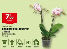 ALDI GARDENLINE ORCHIDÉE PHALAENOPSIS 2 TIGES offre