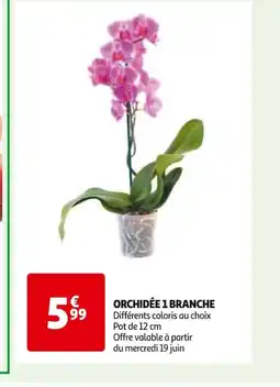 Auchan ORCHIDÉE 1 BRANCHE offre