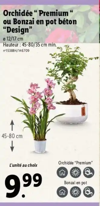 Lidl Orchidée "premium" ou bonzai en pot béton "design" offre
