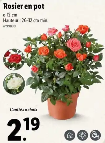 Lidl Rosier en pot offre
