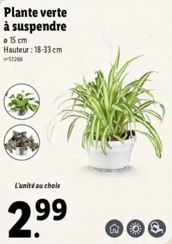 Lidl Plante verte à suspendre offre