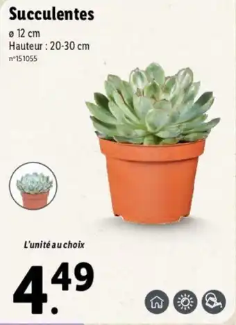 Lidl Succulentes offre