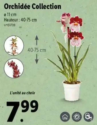 Lidl Orchidée collection offre
