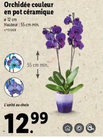 Lidl Orchidée couleur en pot céramique offre